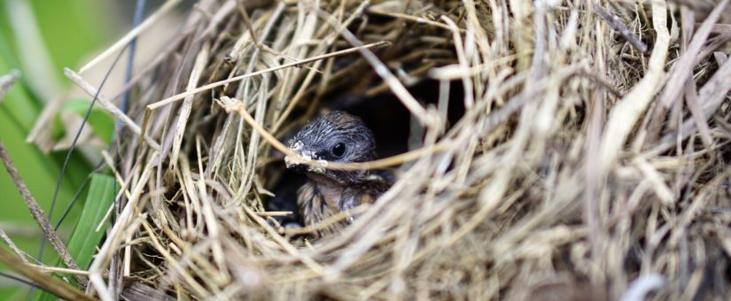 How To Prevent Birds From Nesting In Your Dryer Vent