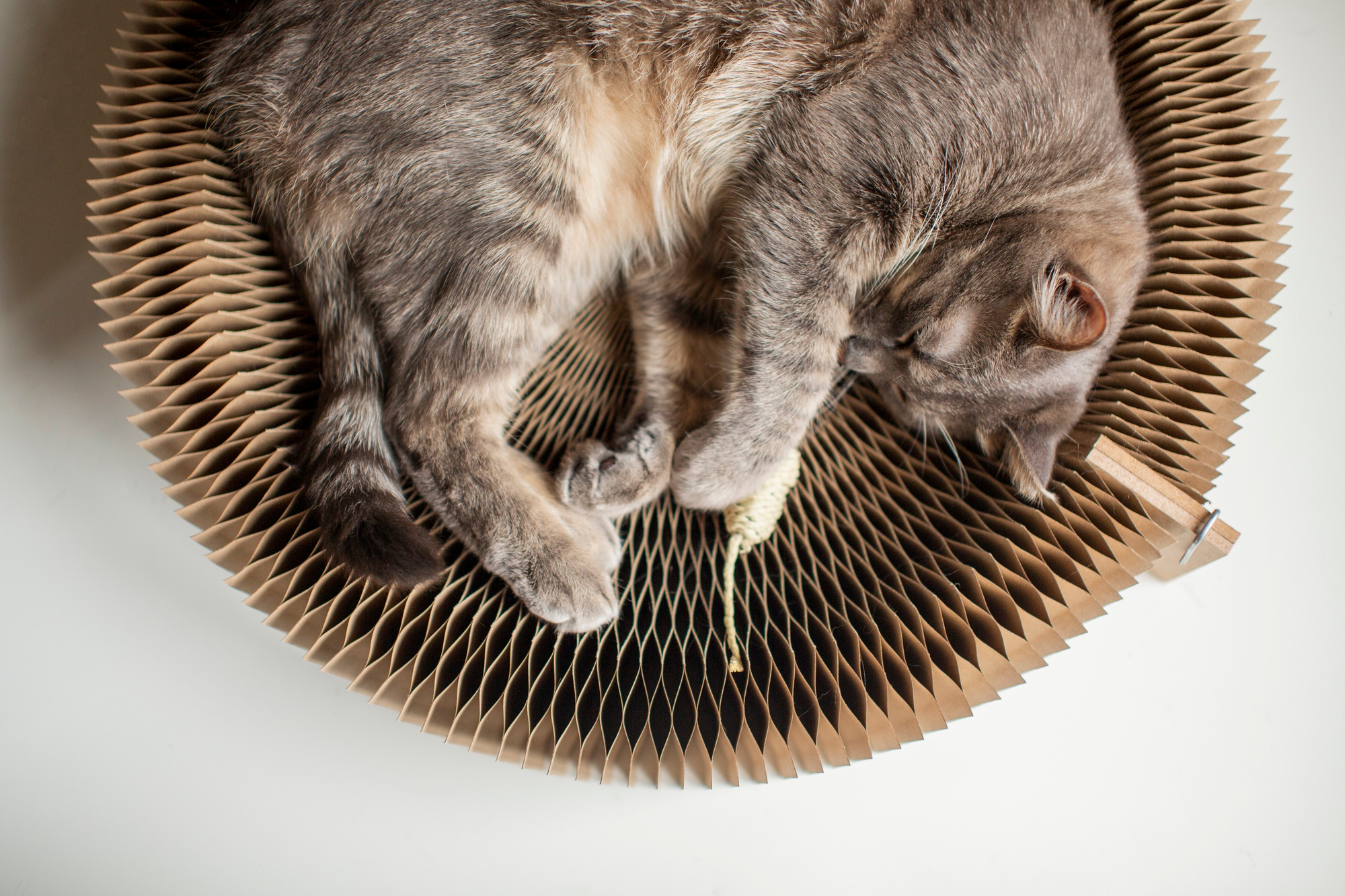 Pet Hair Ventilation Cleaning: Ensuring Clean and Efficient Dryer Vents in Ottawa
